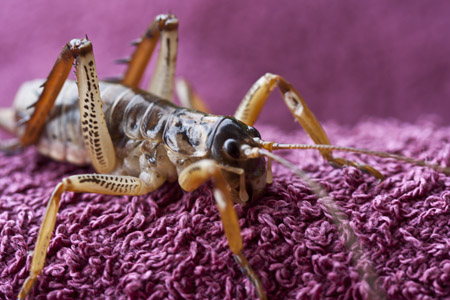 Giant Weta