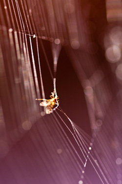 spiderweb