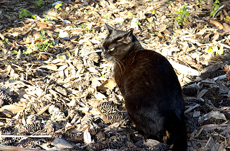 cat waiting for tui