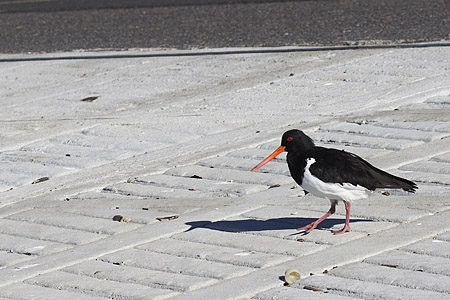 oyster catcher