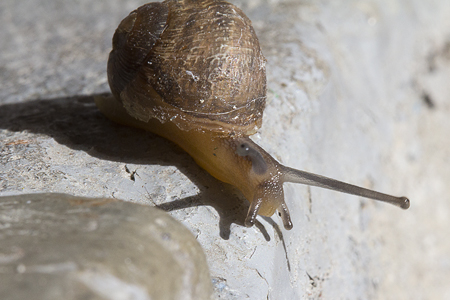 snail-2
