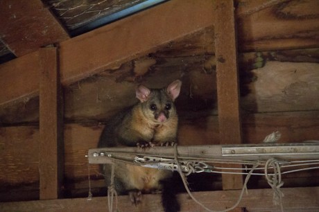 possum