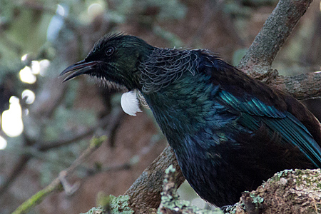 tui bird close up