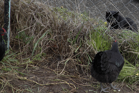 chicken and cat